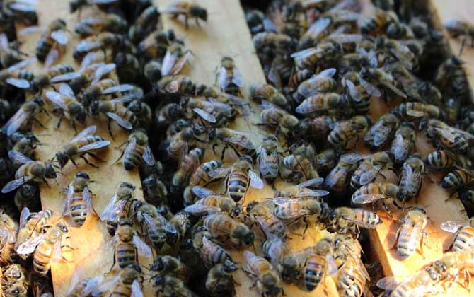 如何自學(xué)養(yǎng)蜂技術(shù)(新手怎樣學(xué)養(yǎng)蜜蜂) 如何自學(xué)養(yǎng)蜂技術(shù)(新手怎樣學(xué)養(yǎng)蜜蜂)