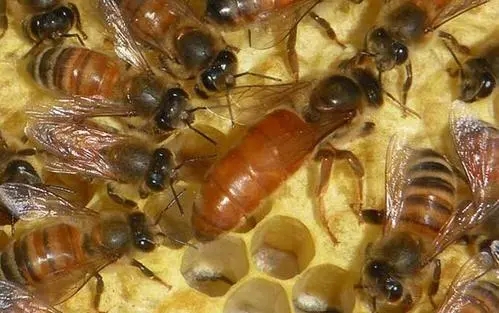 新蜂王從出王臺(tái)到產(chǎn)卵需要多少天(新蜂王出臺(tái)多久才產(chǎn)卵) 新蜂王從出王臺(tái)到產(chǎn)卵需要多少天(新蜂王出臺(tái)多久才產(chǎn)卵)