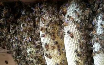 新蜂王從出王臺(tái)到產(chǎn)卵需要多少天(新蜂王出臺(tái)多久才產(chǎn)卵) 新蜂王從出王臺(tái)到產(chǎn)卵需要多少天(新蜂王出臺(tái)多久才產(chǎn)卵)