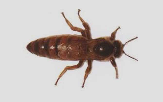 卡尼鄂拉蜂的生產(chǎn)性能怎么樣(卡尼鄂拉蜂蜂種論述) 卡尼鄂拉蜂