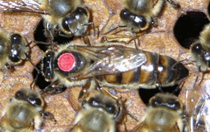 卡尼鄂拉蜂的生產(chǎn)性能怎么樣(卡尼鄂拉蜂蜂種論述) 卡尼鄂拉蜂的生產(chǎn)性能怎么樣(卡尼鄂拉蜂蜂種論述)