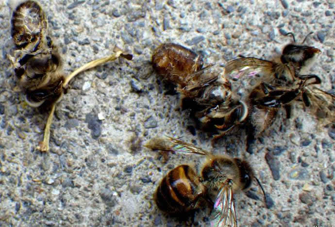 中華蜜蜂常見(jiàn)的疾病是什么,該怎么防治? 中華蜜蜂常見(jiàn)的疾病是什么,該怎么防治?