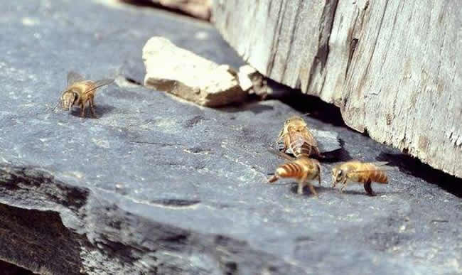 中華蜜蜂常見(jiàn)的疾病是什么,該怎么防治? 中華蜜蜂常見(jiàn)的疾病是什么,該怎么防治?