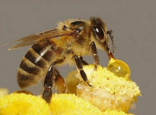 中華蜜蜂常見(jiàn)的疾病是什么,該怎么防治? 中華蜜蜂常見(jiàn)的疾病是什么,該怎么防治?