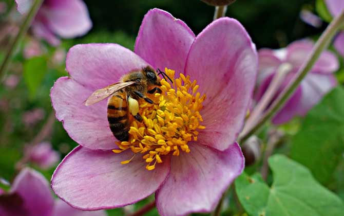 被馬蜂蟄了要觀察多久 被馬蜂蟄了要觀察多久