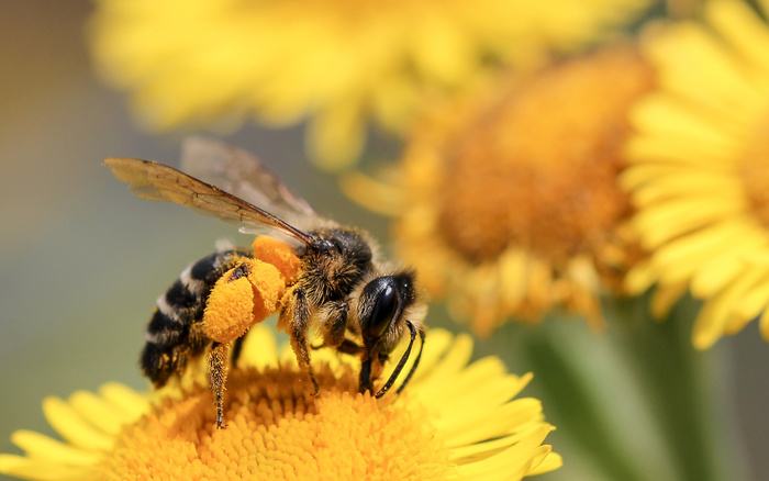 【蜜蜂知識(shí)】意大利蜜蜂一年可以繁殖幾箱? 意大利蜜蜂一年可以繁殖幾箱?