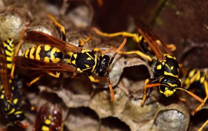 為什么馬蜂會進屋筑巢(為什么馬蜂來我家筑巢) 為什么馬蜂會進屋筑巢(為什么馬蜂來我家筑巢)