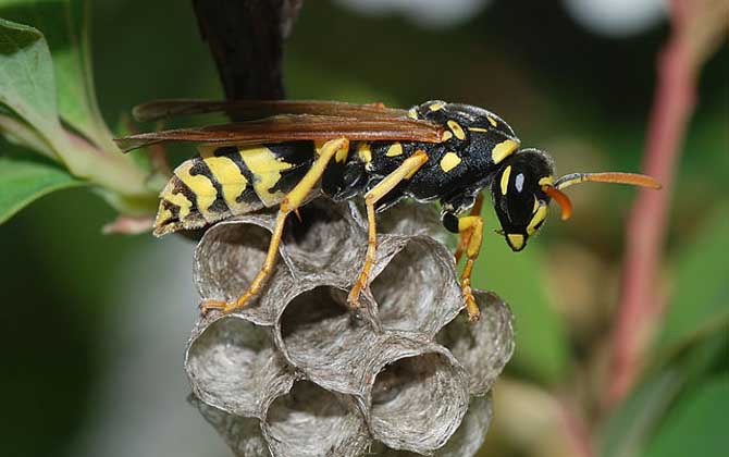 為什么馬蜂會進屋筑巢(為什么馬蜂來我家筑巢) 為什么馬蜂會進屋筑巢(為什么馬蜂來我家筑巢)