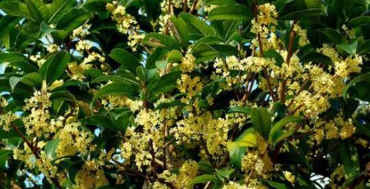 野桂花什么時候開花(桂花每年什么時候開花) 野桂花什么時候開花(桂花每年什么時候開花)