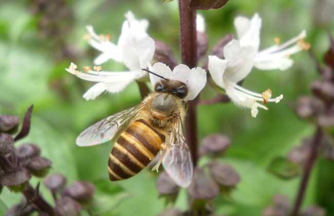 北方室內蜂群的越冬管理方法 北方室內蜂群的越冬管理方法