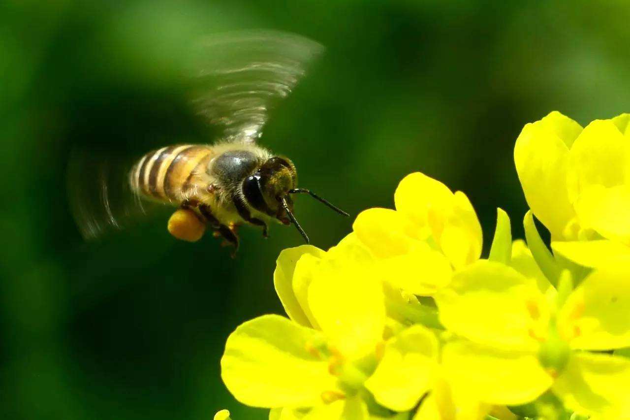 北方室內蜂群的越冬管理方法 北方室內蜂群的越冬管理方法