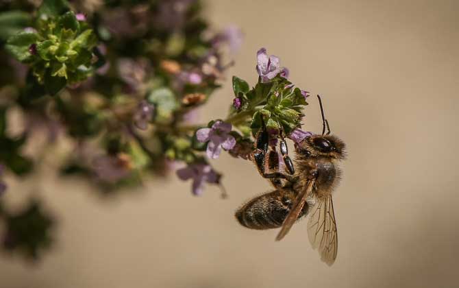 胡蜂毒性排行榜(世界上最毒的蜂排名前十名) 胡蜂毒性排行榜(世界上最毒的蜂排名前十名)