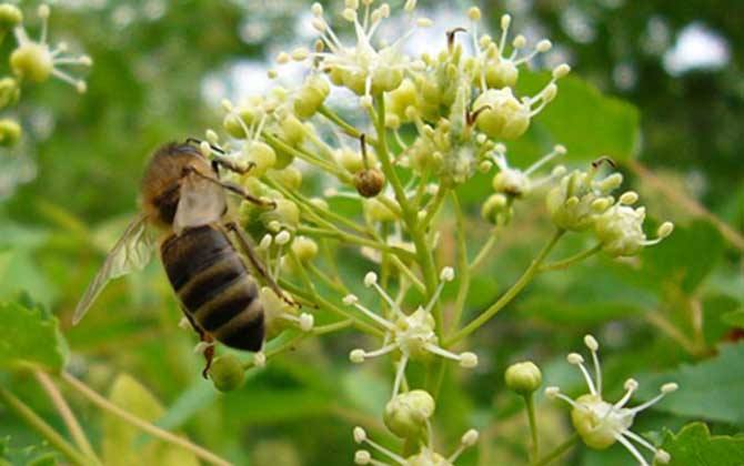 蜜蜂種類 蜜蜂種類