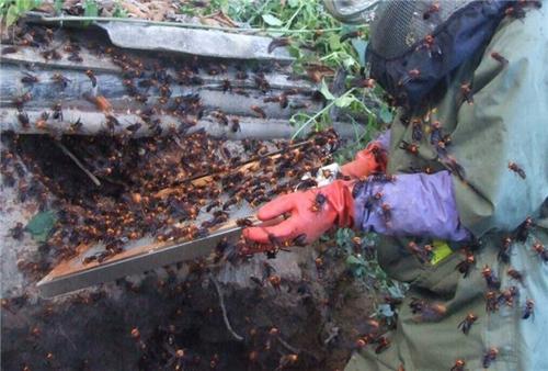 胡蜂養殖市場分析(學點皮毛輕松掌握胡蜂養殖技術) 胡蜂養殖市場分析(學點皮毛輕松掌握胡蜂養殖技術)
