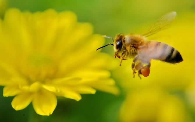 蜂箱有死蜜蜂是怎么回事 蜂箱有死蜜蜂是怎么回事