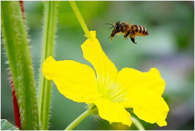 【蜜蜂知識】為什么要關蜂王? 為什么要關蜂王?