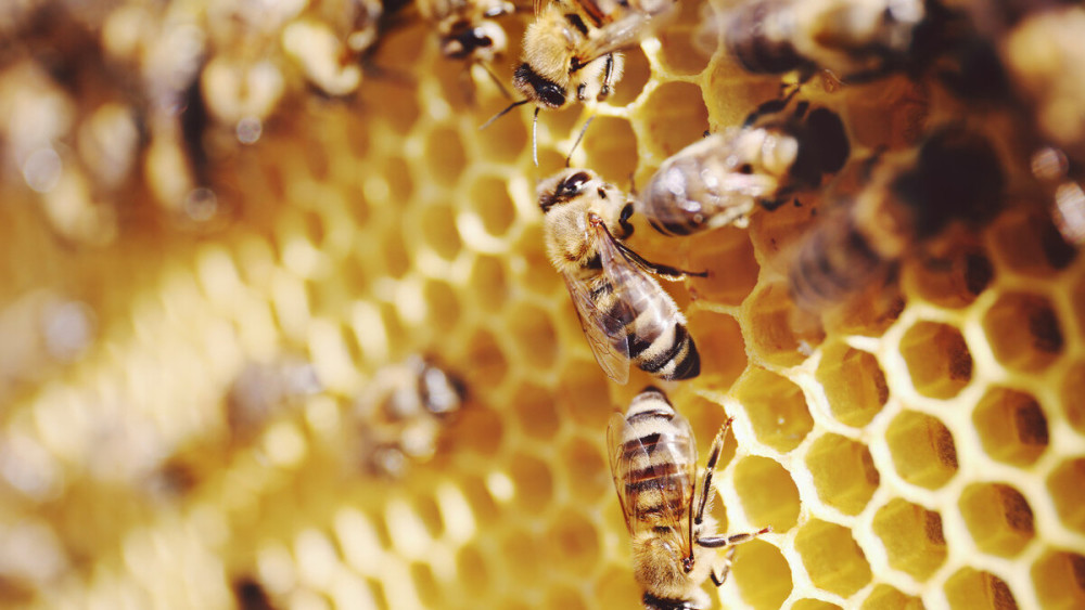 購買蜜蜂巢礎(chǔ)技巧（巢礎(chǔ)多少錢一張）