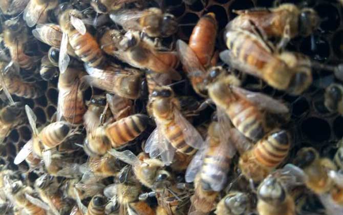 春繁蜜蜂怎么樣做起群快(蜜蜂怎么起群) 春繁蜜蜂怎么樣做起群快(蜜蜂怎么起群)