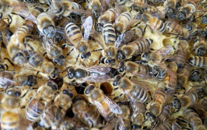 春繁蜜蜂怎么樣做起群快(蜜蜂怎么起群) 春繁蜜蜂怎么樣做起群快(蜜蜂怎么起群)