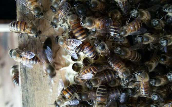 蜜蜂沖蜂群有什么表現(蜜蜂沖群是怎么回事) 蜜蜂沖蜂群有什么表現(蜜蜂沖群是怎么回事)