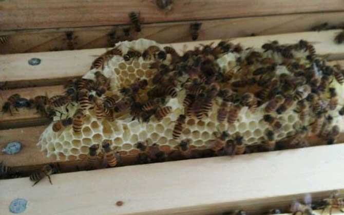 蜜蜂沖蜂群有什么表現(蜜蜂沖群是怎么回事) 蜜蜂沖蜂群有什么表現(蜜蜂沖群是怎么回事)