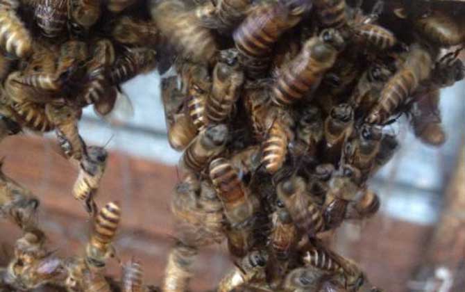 蜜蜂沖蜂群有什么表現(蜜蜂沖群是怎么回事) 蜜蜂沖蜂群有什么表現(蜜蜂沖群是怎么回事)