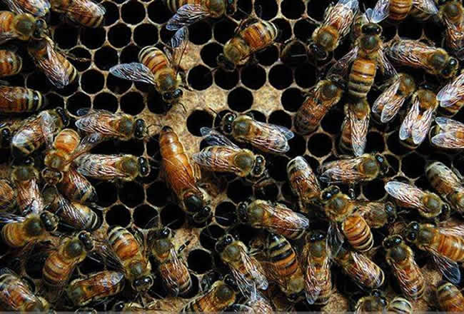 【蜜蜂知識(shí)】東北黑蜂有哪些缺點(diǎn)？