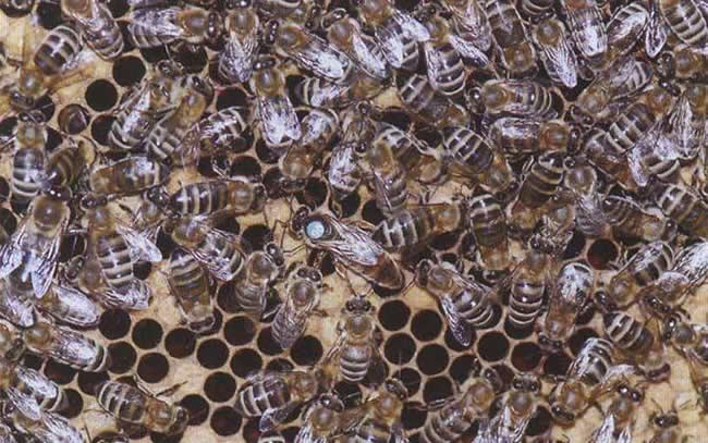 【蜜蜂知識(shí)】東北黑蜂有哪些缺點(diǎn)？