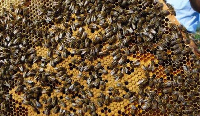 【蜜蜂知識(shí)】東北黑蜂有哪些缺點(diǎn)？