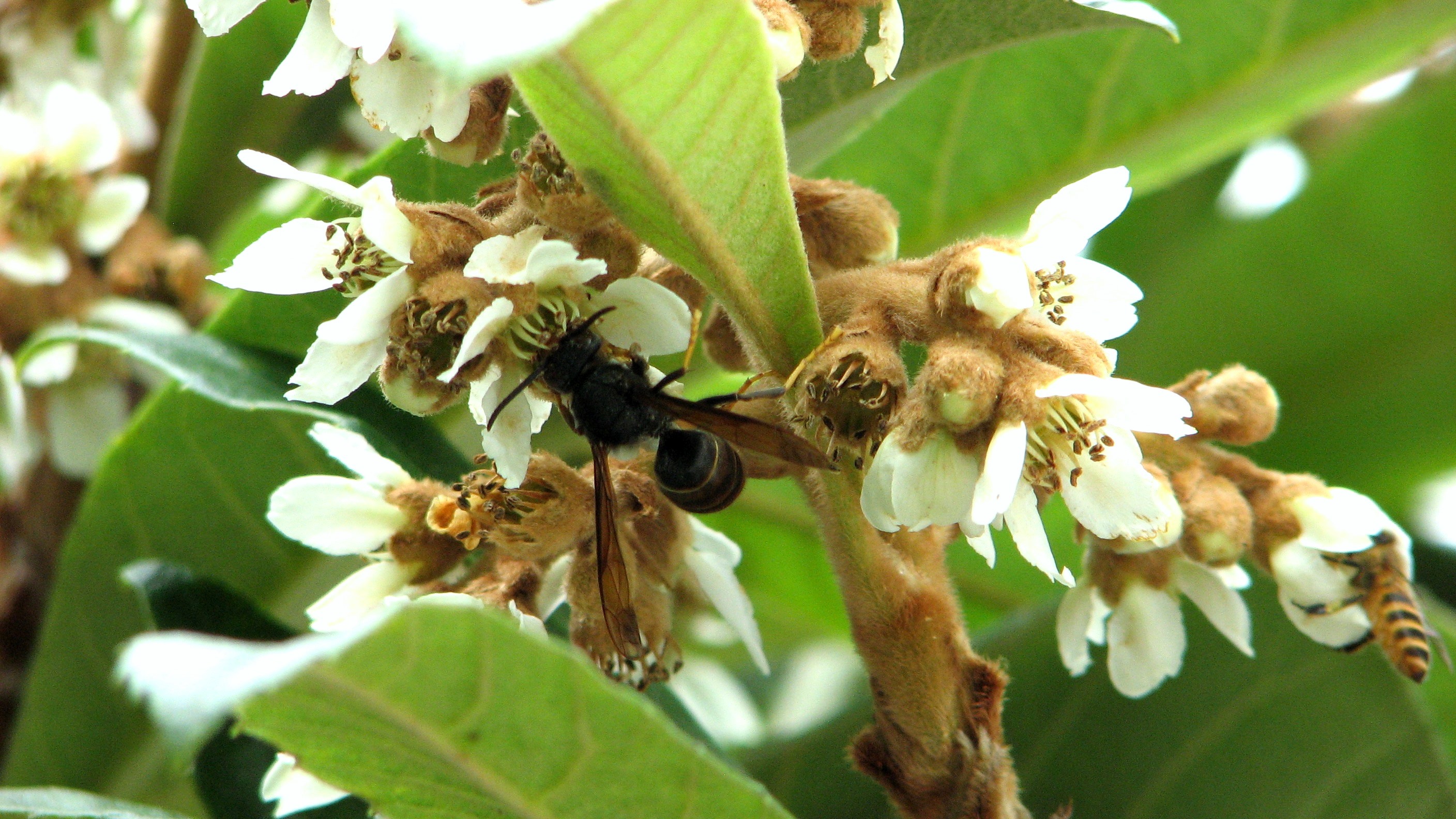 中國(guó)三大蜜源植物指的是哪三種（常見(jiàn)的蜜源植物有哪些）