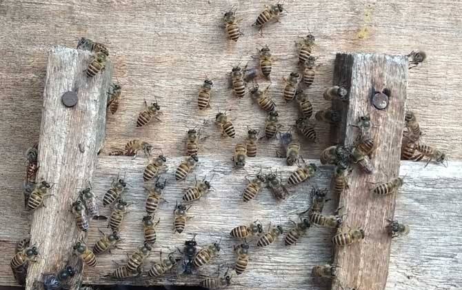 新手養蜂注意事項有哪些？