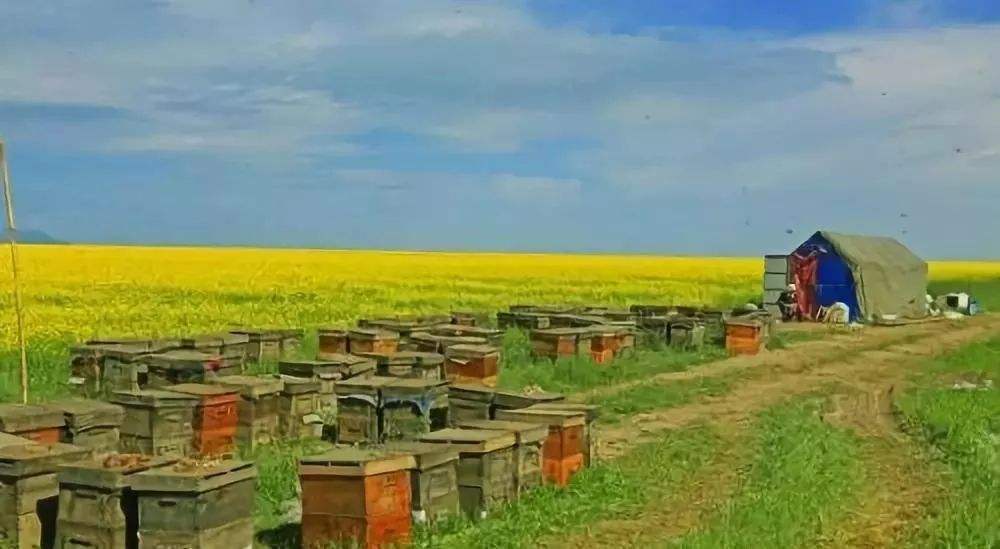 新手養蜂注意事項有哪些？