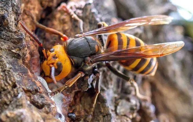 一萬只中蜂有多重 一萬只中蜂有多重