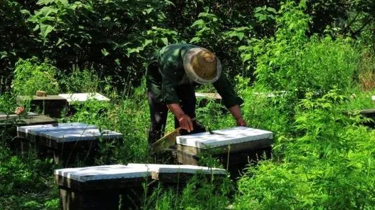 平原誘蜂得多長時間(平原地區怎么誘蜂) 平原誘蜂得多長時間(平原地區怎么誘蜂)