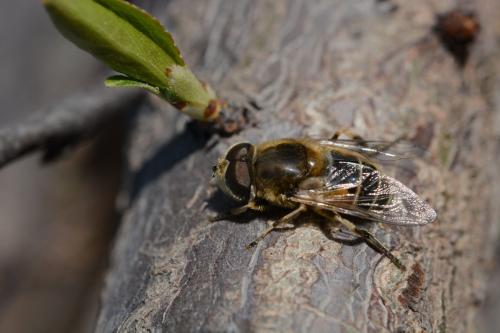 中蜂處女王可以關(guān)幾天(中蜂養(yǎng)殖,蜂王可以關(guān)幾天) 中蜂處女王可以關(guān)幾天(中蜂養(yǎng)殖,蜂王可以關(guān)幾天)