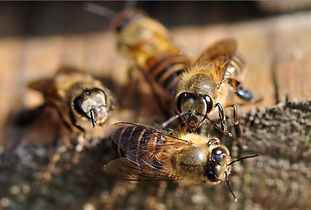 中蜂處女王可以關(guān)幾天(中蜂養(yǎng)殖,蜂王可以關(guān)幾天) 中蜂處女王可以關(guān)幾天(中蜂養(yǎng)殖,蜂王可以關(guān)幾天)