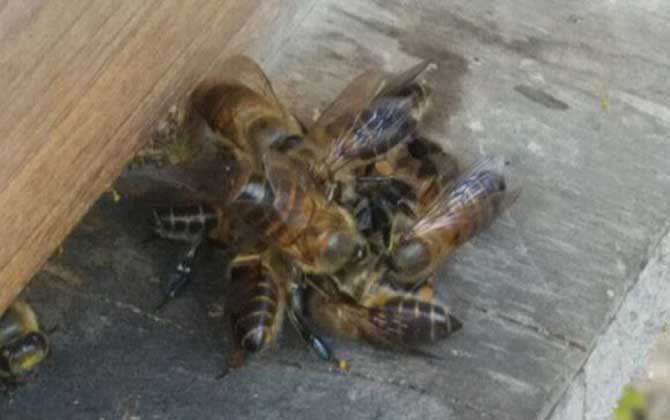 蛋群幾十只工蜂如何發展 蛋群幾十只工蜂如何發展