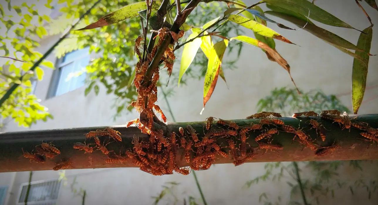 馬蜂是什么蜂（馬蜂的簡(jiǎn)要介紹）