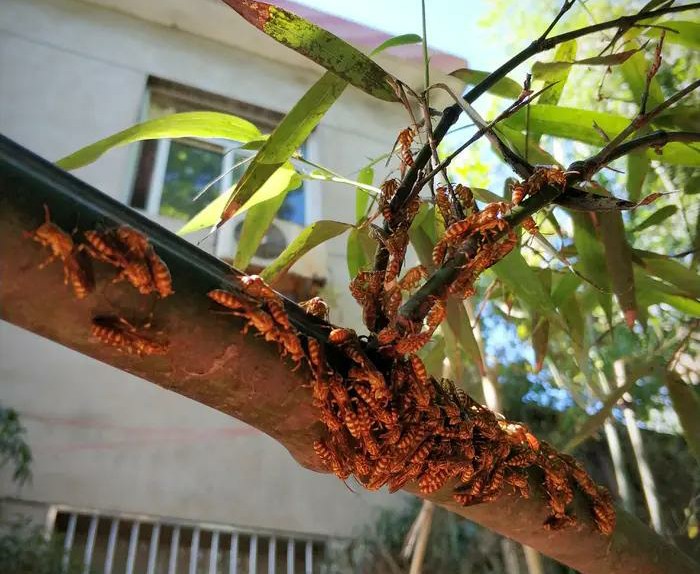 馬蜂是什么蜂（馬蜂的簡(jiǎn)要介紹）