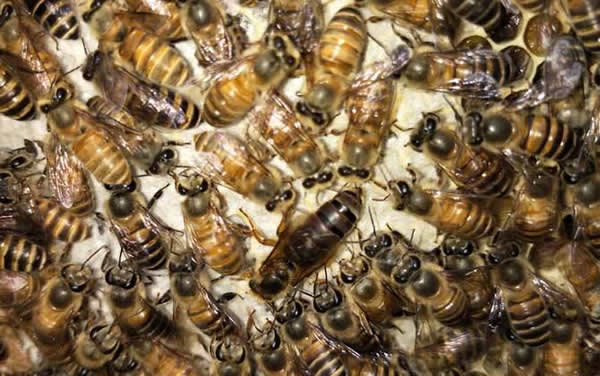 【蜜蜂知識】常見的中蜂王品種 【蜜蜂知識】常見的中蜂王品種