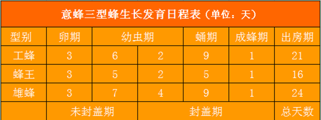 蜜蜂是完全變態(tài)發(fā)育嗎(蜜蜂的完全變態(tài)發(fā)育過(guò)程) 蜜蜂是完全變態(tài)發(fā)育嗎(蜜蜂的完全變態(tài)發(fā)育過(guò)程)