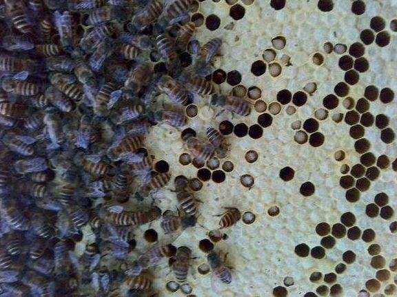 中蜂囊狀幼蟲病如何防治？