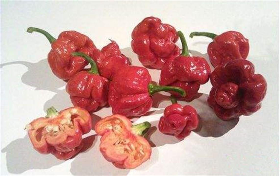 世界上最辣的辣椒叫什么名字(世界上最辣的辣椒排行榜) 世界上最辣的辣椒叫什么名字(世界上最辣的辣椒排行榜)