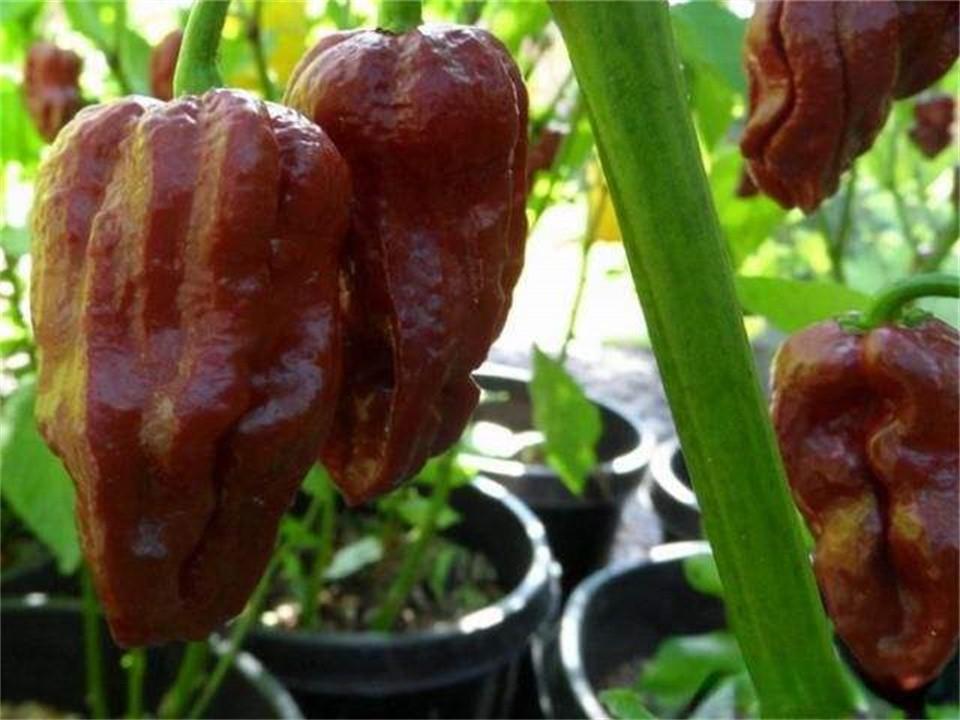 世界上最辣的辣椒叫什么名字(世界上最辣的辣椒排行榜) 世界上最辣的辣椒叫什么名字(世界上最辣的辣椒排行榜)