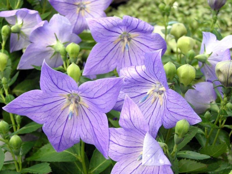 洋桔梗和桔梗是一種嗎(洋桔梗和桔梗的區別) 洋桔梗和桔梗是一種嗎(洋桔梗和桔梗的區別)