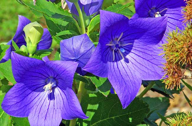 洋桔梗和桔梗是一種嗎(洋桔梗和桔梗的區別) 洋桔梗和桔梗是一種嗎(洋桔梗和桔梗的區別)