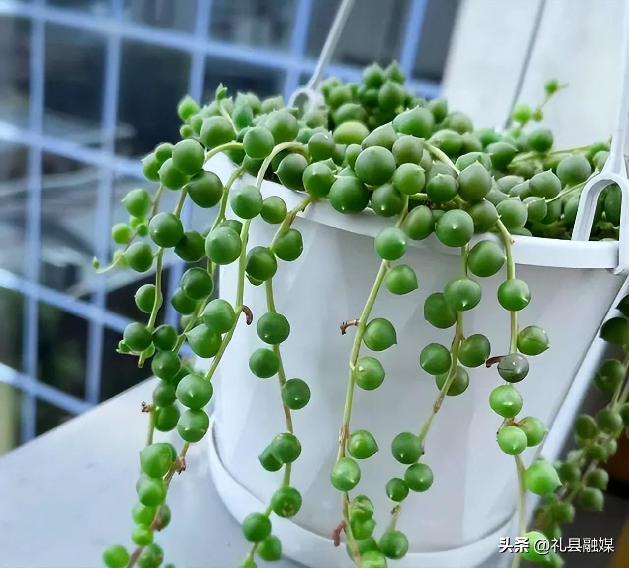 吊籃都有哪些品種圖片(常見的18個吊蘭種類及圖片) 吊籃都有哪些品種圖片(常見的18個吊蘭種類及圖片)