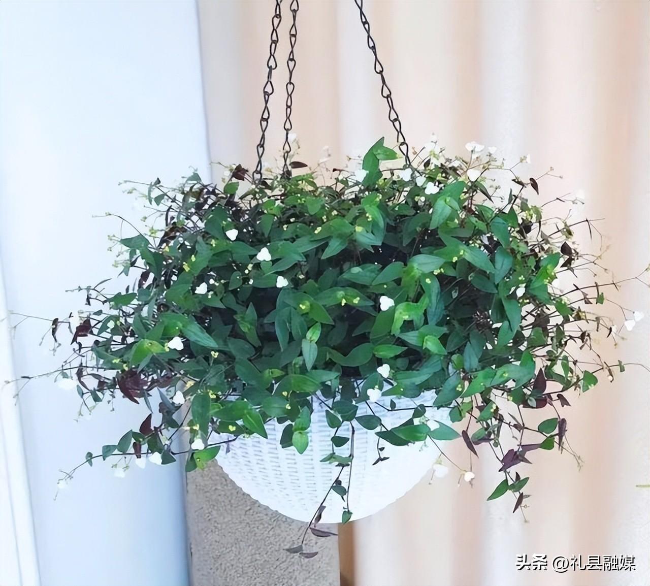 吊籃都有哪些品種圖片(常見的18個吊蘭種類及圖片) 吊籃都有哪些品種圖片(常見的18個吊蘭種類及圖片)