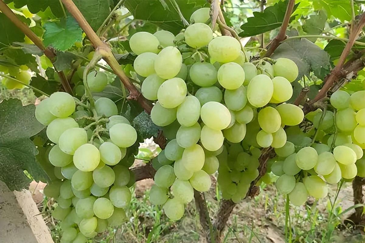 葡萄種類名稱及圖片（常見18種葡萄的區別及口感）