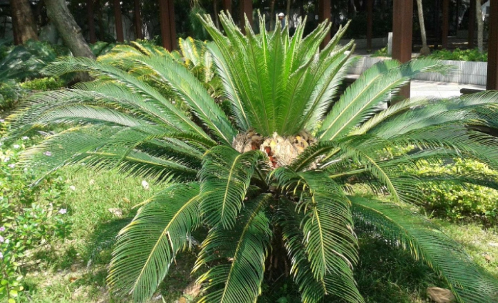 鐵樹價(jià)格一般多少（鐵樹價(jià)格和種植技巧）